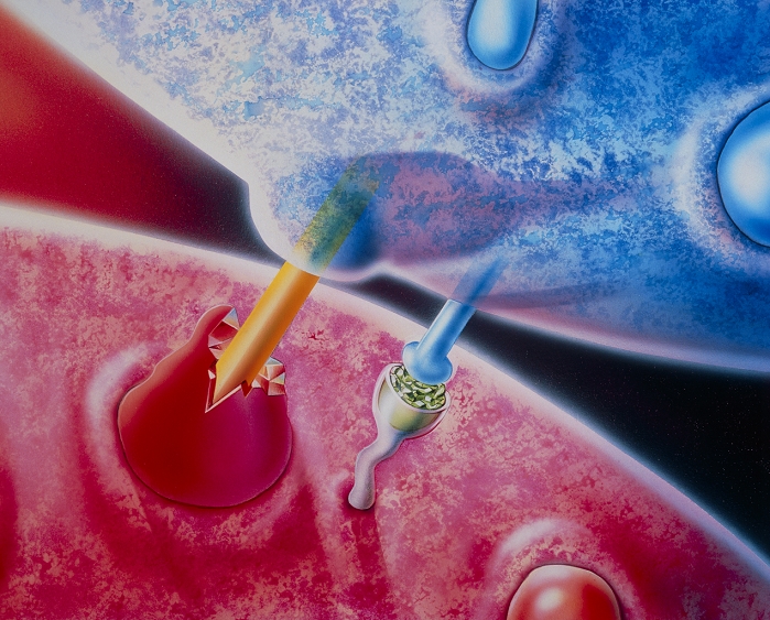 Artwork entitled 'Inside the AIDS Virus', showing a possible mechanism by which the Human Immunodeficiency Virus (HIV) disables the immune system through the interaction of a monocyte (blue) & a T4 cell (pink). In a normal immune response, monocytes function to engulf & process foreign antigens, presenting fragments (as MHC molecules) for recognition by receptors (CD4) on T4 cells. However, HIV also binds to CD4 & may prevent this antigen presentation. Here, an antigen presented by the monocyte appears yellow. The cup-shaped CD4 is filled with HIV protein (green) & so is 'blind' to the MHC and the antigen. Thus the immune response is cancelled. First published New Scientist, 10 February 1990.