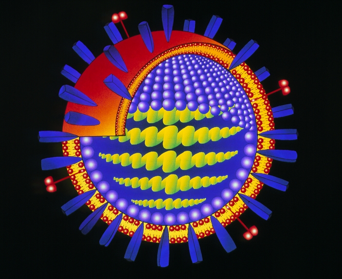 Influenza virus. Artwork depicting the anatomy of an influenza virus (group: Orthomyxovirus), such as the Beijing flu virus. At centre, the virus contains a core of RNA (ribonucleic acid) genetic material (green) surrounded by a layered coat or capsid. Purple spheres in the coat consist of protein units; external to these is a lipid envelope (yellow-orange). Influenza viruses have a fringe of surface spikes: haemagglutinin (blue), which adhere to the host cell, and neuraminidase (red). It is these antigen spikes that can mutate and change form to neutralise the host's immune system, so causing different influenza epidemics such as the 1993 outbreak of Beijing flu.