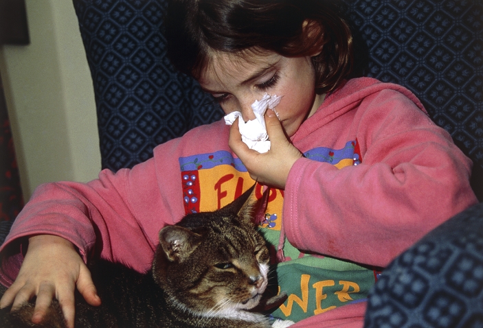 . Cat allergy. A seven year old girl suffers an allergic reaction to her pet cat. The girl is using a tissue to blow her nose and wipe away tears. Such a reaction is caused by the effect of hairs and dust from the cat to the girl's immune system. The girl's immune system is mis-recognising this hair & dust as an invading organism. Mucus and tears are then produced to expel any tiny particles of cat hair or dust. This is known as a hypersensitivity reaction. Treatment is generally to avoid the object causing the reaction, however, drugs such as antihistamines can be used in more severe cases. MODEL RELEASED