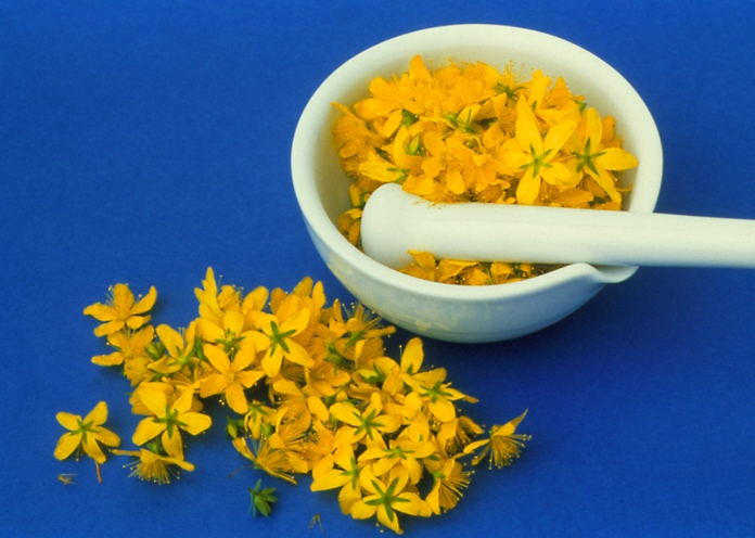St John's wort (Hypericum perforatum) blossoms, ready for crushing in a pestle and mortar. The flowering tips of the St John's wort plant are believed to have medicinal properties and are used as a natural wound-healer and as a cure for incontinence. The medicinally useful parts of the plant are gathered in the early summer and prepared as an infusion, syrup or fluid extract.
