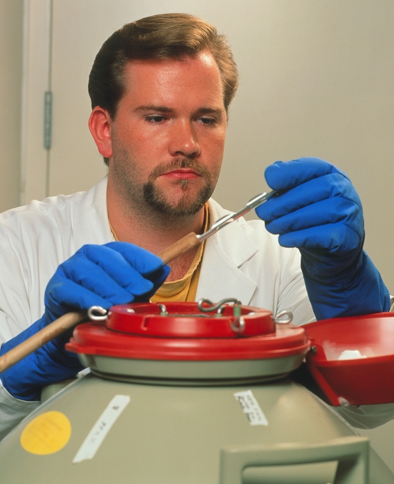 . Sperm bank. A technician prepares to remove a sample of frozen sperm from a storage unit in a sperm bank. This container is filled with liquid nitrogen, which keeps its contents at -180 degrees C. After a sample is removed and thawed, the most healthy sperms are selected by a computer imaging system and then used for in vitro fertilisation to treat infertile couples. Storage of frozen sperm can preserve a man's ability to have children if his fertility is threatened by cancer of the testis. Use of sperm from an anony- mous donor can also help couples where only the male partner is infertile. MODEL RELEASED