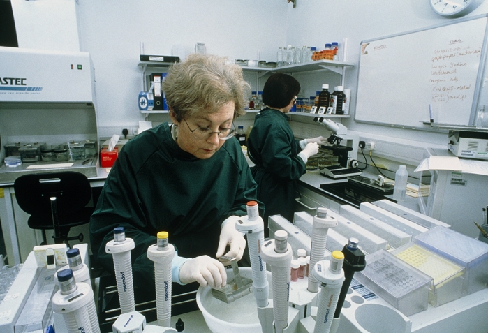 CJD slide preparation. Technician preparing microscope slides of human brain slices to be checked for new variant Creutzfeldt-Jakob disease (vCJD). Behind her another technician places a slide on a microscope. In vCJD virus-like prions in the brain result in the appearance of large vacuoles and protein plaques, making it spongy and killing off the tissue. Symptoms include dementia and sudden muscle contractions, leading to death. The similarly fatal cattle disease BSE (Bovine Spongiform Encephalopathy) has now been linked to human vCJD. Photographed in a security level 3 pathology laboratory at the UK CJD Surveillance Unit in Edinburgh, Scotland.