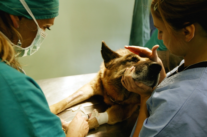 . Preparing a dog for surgery. Veterinarian anaesthetising an Alsatian prior to surgery. A nurse is comforting the dog. The dog is being operated on to treat cancer of the spleen. MODEL RELEASED