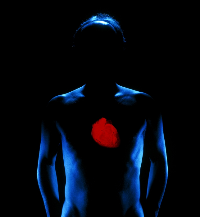 . Image of the human heart superimposed over the shadowy outline of a male human body. blue lighting, red heart. MODEL RELEASED