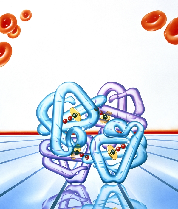 Haemoglobin molecule artwork. Haemoglobin is an oxygen-carrying molecule found in red blood cells (erythrocytes, red, upper frame). It contains four globin polypeptide chains (purple and blue); two alpha chains and two beta chains. Each chain carries a haem component (yellow disc) capable of reversibly binding oxygen. The disc contains iron (black sphere) which binds an oxygen molecule (red spheres). Oxygen is bound in the lungs, where its concentration is high, and released in the tissues, where the concentration is low. Haemoglobin also carries carbon dioxide to the lungs for exhalation. There are around 350 million haemoglobin molecules in each erythrocyte.