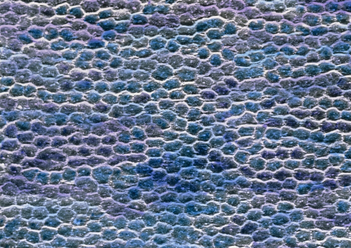 False-colour scanning electron micrograph (SEM) of the surface of the cornea of the eye. The matrix- like pattern (seen here) consists of individual flattened transparent cells. This is a stratified squamous epithelium which is 5 cell layers deep. Tiny ridges (unseen) on each cell surface helps bind these cells together. Although richly supplied with nerves, there are no blood vessels in the cornea: this would affect its transparency. This external surface which encloses the anterior of the eye has a fixed convex curve; it provides the main mechanism for focusing light images onto the retina. Magnification: x90 at 6x7cm size. Magnification: x140 at 4x5 inch size.