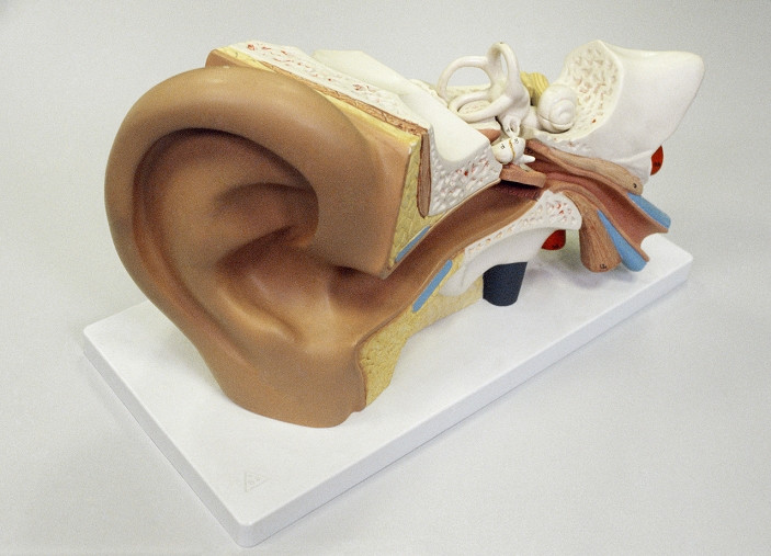 Human ear. Model of a section through a healthy human ear, the organ of hearing and balance. The ear canal of the outer ear joins the pinna (the visible part of an ear, centre left) to the eardrum (tympanic membrane), at the end of the ear canal. Above the eardrum are three tiny joined bones, the ossicles: the malleus, joined to the inside of the eardrum, the incus, and the stapes, connected to the inner ear. The inner ear consists of fluid-filled passages called the labyrinth (white, upper right). This includes the cochlea (snail-shaped), which translates sound vibrations into electrical nerve impulses that are carried to the brain along the acoustic nerve.