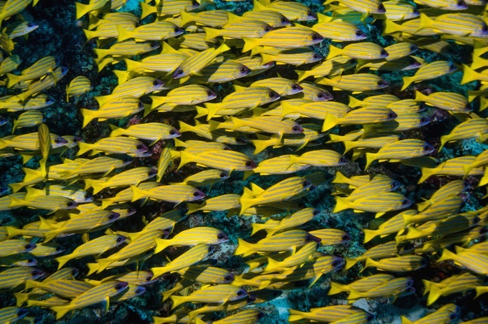 Blueline snappers Blueline snappers  Lutjanus kasmira . Shoal of blueline snappers on a reef. These snappers are native to the Indian Ocean from the coast of Africa and the Red Sea to the central Pacific Ocean. Photographed in the Maldives.