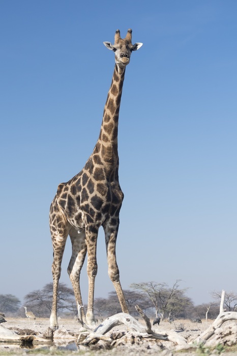 Giraffe Giraffe  Giraffa camelopardalis . The giraffe is the tallest living land animal. It can grow to a height of 5.5 metres and weigh over a tonne. It feeds mainly on the twigs and leaves of trees. Photographed in Etosha National Park, Namibia.