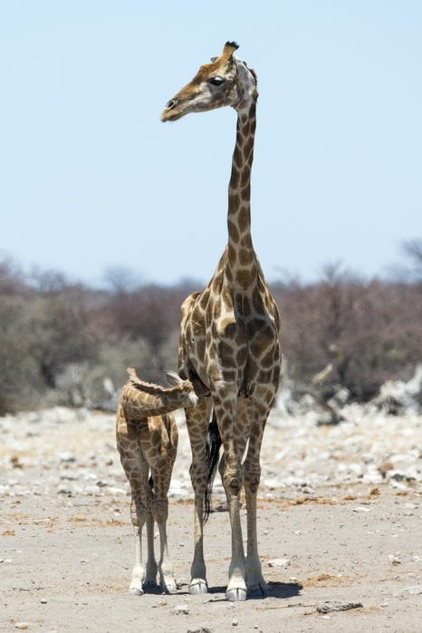 Giraffe suckling Giraffe  Giraffa camelopardalis  suckling. Young giraffe feeding from its mother. The giraffe is the tallest living land animal. It can grow to a height of 5.5 metres and weigh over a tonne. It feeds mainly on the twigs and leaves of trees. Photographed in Etosha National Park, Namibia.