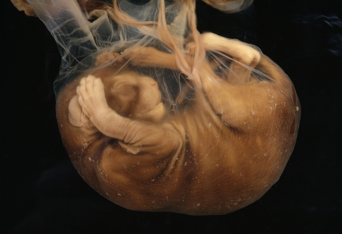 Cat foetus (Felis catus) inside the amnion membrane. The amnion is filled with fluid, which cushions and protects the developing foetus. Blood vessels (upper centre) connect the umbilical region of the developing kitten to the placenta (not seen) on the wall of the mother's uterus, to allow the exchange of nutrients and metabolic waste products between maternal and foetal blood. This kitten is already covered in fur. Length of gestation in cats is between 63 and 68 days.