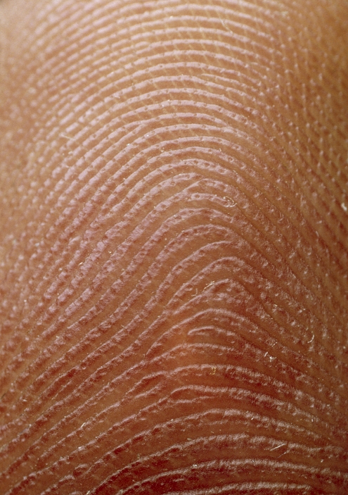 Macrophotograph of the index finger of a young male human showing details of skin ridges in the outer cornified (keratinised) epidermis. These minute ridges form distinctive patterns, each pattern (fingerprint) unique to an individual. The tiny depressions on the surface of the skin are sweat glands (exocrine gland). The glands lie as coiled tubular structures in the dermis of the skin, straighting out into a long duct which rises through the spidermis to the skin surface. The secretion of sweat, mostly sodium chloride & urea, is carried to the surface through this duct. Sweating is a method for excreting nitrogenous waste & controlling body temperature.