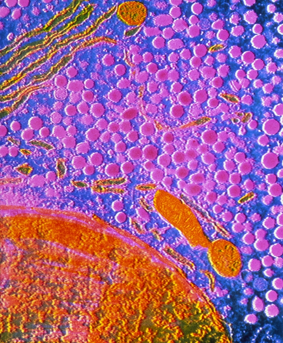 Anterior pituitary cells False colour transmission electron micrograph  TEM  of a cell of the human anterior pituitary gland  adenohypophysis  showing the secretion of gonadotrophic hormones  gonadotrophins . The cell nucleus at bottom left is coloured orange: circular  packets  of hormone in the surrounding cytoplasm are coloured dark pink. The group of gonadotrophins includes any hormones synthesised   secreted by the pituitary that act on the sex organs to produce sex hormones and sperm or ova. Important examples include follicle stimulating hormone and luteinizing hormone. Magnification: x7,000 at 6x7cm size.