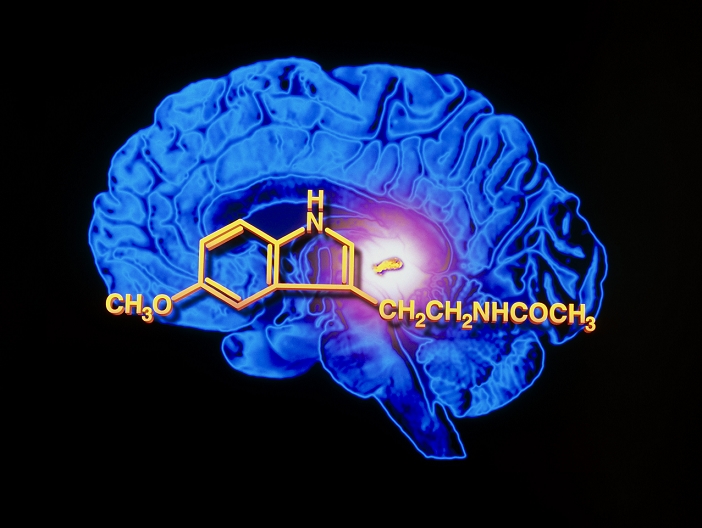 Melatonin and the pineal gland. Computer artwork of a sectioned human brain in side view, depicting secretion of the hormone melatonin by the pineal gland (highlighted). The chemical formula for melatonin is shown. Front of the brain is at left. Melatonin is a hormone secreted in the blood which controls the body's biological clock. It is produced naturally by the pineal gland in the brain. Secreted at night, melatonin helps induce sleep and set the biological rhythm of the body. In middle age, melatonin secretion drops off and may be responsible for aging symptoms such as insomnia and irritability. Melatonin as a drug is used to prevent jetlag and may help to slow aging.