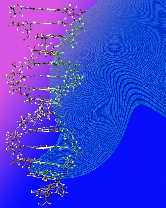 DNA storage, conceptual image DNA storage, conceptual image. Computer illustration of a strand of DNA  deoxyribonucleic acid  on a background of binary data, representing the storage of data within DNA. DNA digital data storage is the process of storing digital data in the base sequence of DNA using commercially available oligonucleotide synthesis machines for storage and DNA sequencing machines for retrieval.