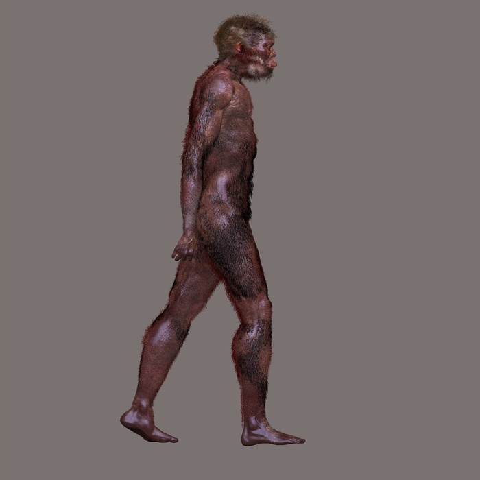 Homo ergaster, illustration Homo ergaster. Illustration and reconstruction of the extinct hominin Homo ergaster, one of several extinct hominin species that form part of the human evolutionary tree. It lived between 1.8 and 1.3 million years ago. Famous fossils of H. ergaster include  Turkana Boy   1984 , found in the Koobi Fora region, near Lake Turkana, Kenya.