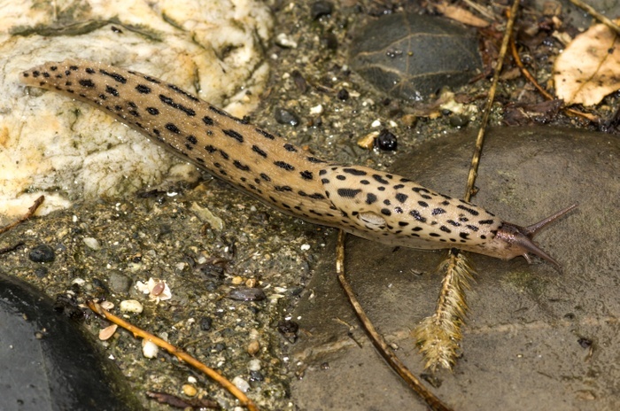 Adult leopard slug Leopard slug  Limax maximus  adult extended and moving over the ground.
