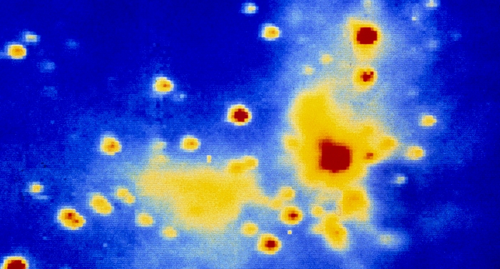 ^BTHIS PICTURE MAY NOT BE USED TO STATE OR IMPLY ^BROE'S ENDORSEMENT OF ANY COMPANY OR PRODUCT. *** THIS PICTURE MAY NOT BE USED TO STATE OR IMPLY   ROE ENDORSEMENT OF ANY COMPANY OR PRODUCT *** Newborn stars. Infrared image of a region of star formation in the Orion Molecular Cloud-1. Known as the Kleinmann-Low infrared cluster, it consists in very young stars still embedded in the cloud of dust and gas which formed the cluster by gravitational collapse. The dust (yellow) is heated by the stars to several hundred degrees Kelvin and then emits radiation at near and far infrared wavelengths. The larger red newborn star at centre right is the Becklin-Neugebauer object. UK Infrared Telescope image made at 2.2 microns.
