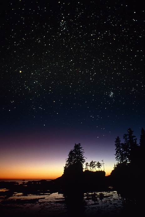 Starfield. Starfield over a group of coastal trees at twilight. The constellations seen here include Taurus (at lower right), Perseus (at upper centre) and Auriga (at left). Taurus contains two major star clusters - the Hyades (a horizontal 'V' shape at lower right), and the Pleiades or Seven Sisters, (a tight group at centre right). Photographed over Bonilla Point on Vancouver Island, Canada, during June.