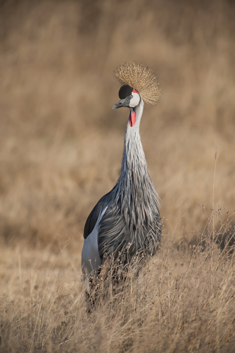 Grey Crowned Crane (Balearica regulorum), Ngorongoro Crater; Tanzania, Photo by Its About Light