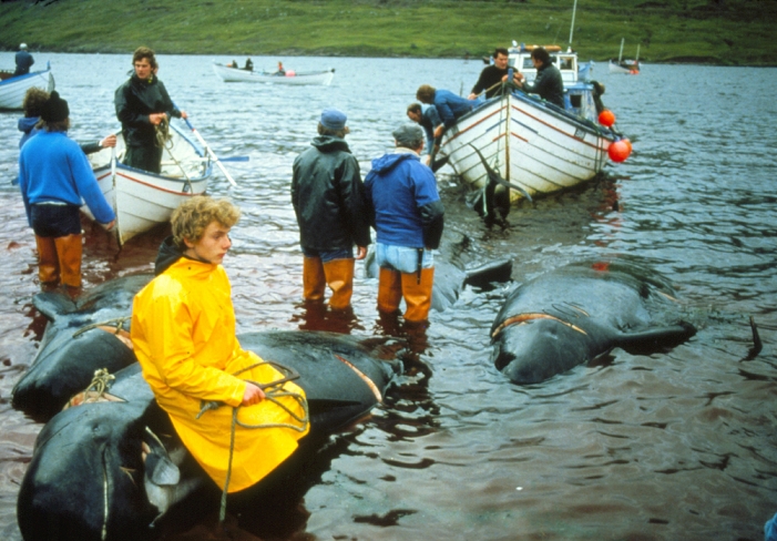 Whaling. Whale hunting at the Faroe Islands. A boy sits on the carcass of a whale while other whale carcasses are pulled ashore by boats. Whaling on the Faroe Islands exploits the migratory nature of whales. A whale species enters the waters around the Faroes once a year on it's migratory path. The Islanders use boats to force the whales into estuaries where the whales run aground and are trapped. The islanders slaughter the whales which are used for food and agriculture. The Faroes are a group of islands in the North Atlantic between the Shetland Islands and Iceland.