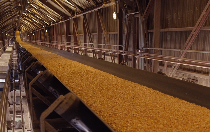 Maize industry. Grains of maize (Zea mays) on a factory conveyor belt. Maize is one of the world's most important crops. It can be eaten as corn-on- the- cob, as popcorn, or ground into corn flour. It can be distilled to make a whisky, and extracts are used in cooking oil and margarine. Maize is a good source of potassium and vitamin A, and is high in fibre. Photographed in Argentina.