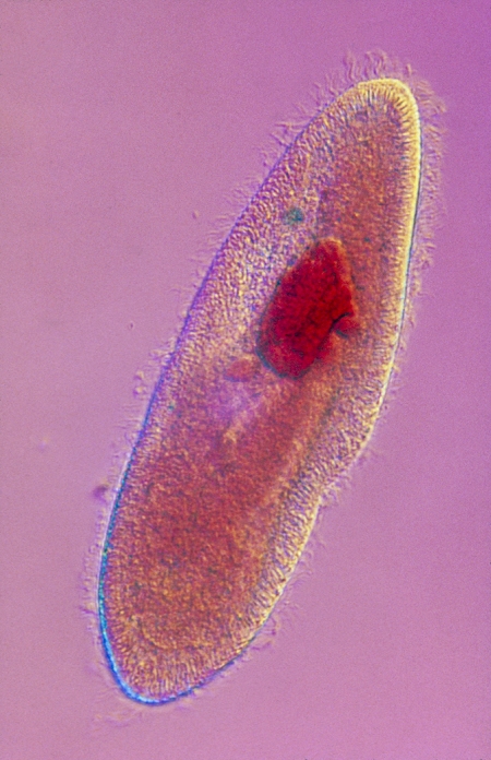 Light micrograph of the ciliate protozoan Paramecium sp., showing its macronucleus (deep pink). Ciliates possess two different types of nucleus; a small micronucleus (not visible here) & a larger macronucleus. The micronucleus contains the diploid set of chromosomes and is responsible for sexual reproduction, undergoing meiosis to give rise to gametic nuclei. The macronucleus is usually polyploid, containing several copies of each of the chromosomes. It deals with the metabolic & somatic cell functions & disintegrates during the early stages of sexual reproduction. Magnification: x160 at 6x4.5cm, x93 at 35mm size.