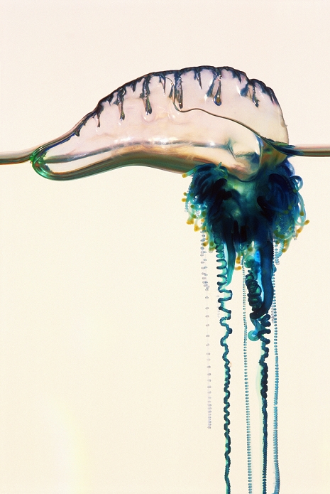Portuguese man of war  Physalia physalis  Portuguese man of war  Physalia utriculus . Also known as a bluebottle, it is not one organism, instead being a colony of hydrozoan animals. Members of the colony have distinct roles. One individual forms the float  upper frame , which is filled with a mixture of nitrogen and carbon monoxide. Individual called gastrozooids are responsible for digesting food and passing it to the rest of the colony. Prey is captured by dactylozooids, which comprises a large stinging tentacle. Reproduction is carried out by gonozooids. The colony is planktonic, being carried around by ocean currents. It inhabits warm waters.