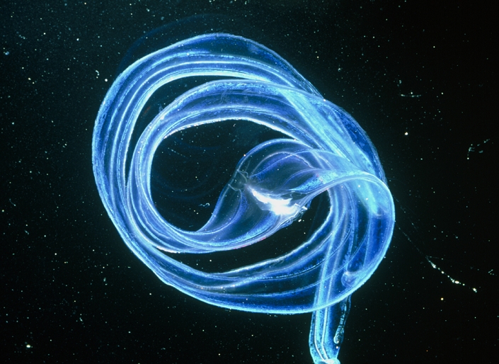 Venus's Girdle. Macrophotograph of a coiled, ribbon-like Venus's Girdle or Sea Sword, Cestus veneris, appearing glassy-blue. C. veneris is a comb jellyfish which feeds on plankton. It has rows of tiny, cilia-like tentacles along the length of its body. These capture plankton and direct it to the creature's mouth. C. veneris can grow up to 8cm wide and 150 cm long. Whilst feeding, C. veneris normally hangs straight in the water and is almost transparent but for a greenish-gold glimmer from the tentacles. When disturbed it swims with snake-like movements and appears blue. Venus's Girdle also has the ability to phosphoresce at night.