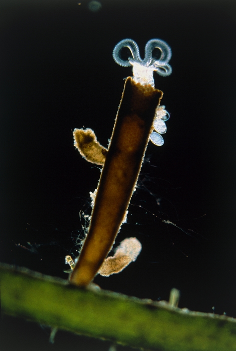 Light micrograph of a sessile or fixed rotifer Floscularia ringens attached to a waterweed. Rotifers are allied to roundworms. They are usually freshwater organisms, as in this case, though a few marine species are known. Floscularia builds a tapering tube (brown) from pellets of compacted debris, into which it retreats if disturbed. The lobed structures (top) form part of its ciliated mouth. The cilia, or fine hairs, trap particles of food drifting in the water, which are then past into the organism. The tube provides anchorage for smaller rotifers (two projections) & for eggs, three of which are seen at top right. Magnification x16 (at 35mm size). Microcosmos, p.53, fig. 3.20.