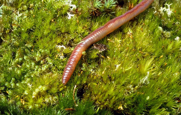 Photograph of the common earthworm. The earthworms are a family of terrestrial oligochate worms abundant in the soil. Two common species occur Lumbricus terrestris and Allolobophora longa. They perform a vital function in aerating the soil by their burrows and this allows soil bacteria to increase. These accelerate the rate of organic decomposition and release inorganic substances which are then taken up by plants. Earthworms also bring down organic matter from the surface into their burrows distributing nutrients more evenly in the soil.