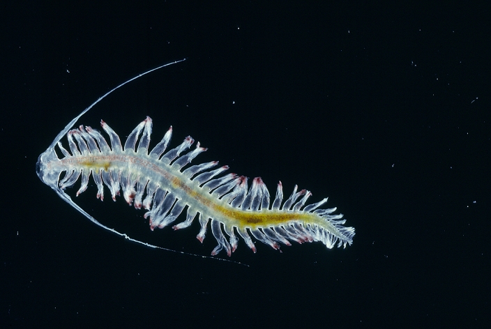 Marine worm. This is a Tomopteris sp. annelid (segmented) worm. These transparent polychaete worms swim at the surface of the sea using forked paddle-like structures called parapodia. They are bioluminescent, producing yellow light. Caught off South Georgia Island.