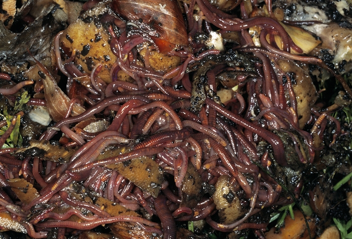 Compost heap worms. Red wriggler worms (Eisenia foetida), one of the most common species used in composting. Composting involves using the action of worms and microbes to break down organic waste, creating a useful organic fertilizer.