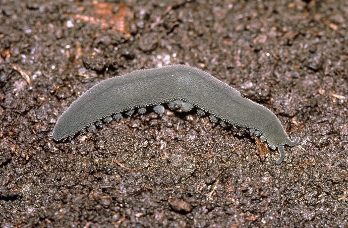 Peripatopsis moseleyi, a peripatus or velvet worm found in South Africa. Peripatuses are soft bodied and possess segmental nephridia like annelids but, like arthropods, they possess trachaeae, chitin in the integument and their jaws are modified limbs. Their stumpy limbs (lobopods) are unique in that their muscles work against a hydrostatic skeleton. Their diet consists of crickets, spiders, cockroaches and assorted microfauna.