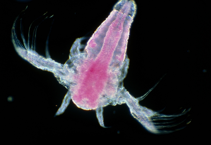 Artemia. Light micrograph of the small crustacean Artemia sp. (Subclass: Anostraca). These small shell-less crustaceans have bristled legs (seen here). Typically they swim upside down, their leg movements creating a water current from which the leg bristles filter food from the water. Artemia may be found in saline waters such as salty lakes and salt pans. Some species can tolerate the high salinities (water salt-content) by having a cuticle that is impervious to salt. Salt, however, continues to enter the shrimp in its food and is excreted through appendages on the legs. Magnification: x160 at 6x4.5cm, x100 at 35mm size.