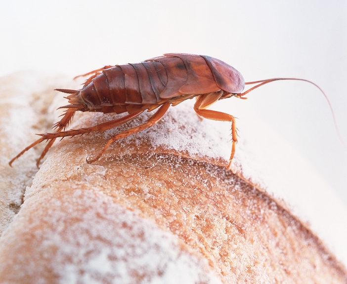 Cockroach (order Blattaria) on a loaf of bread. This household pest will feed on almost any organic material, including other cockroaches. It lives in small cracks and crevices near to food and water sources. Cockroaches can transmit a variety of bacterial diseases to humans when they come into contact with food for human consumption.
