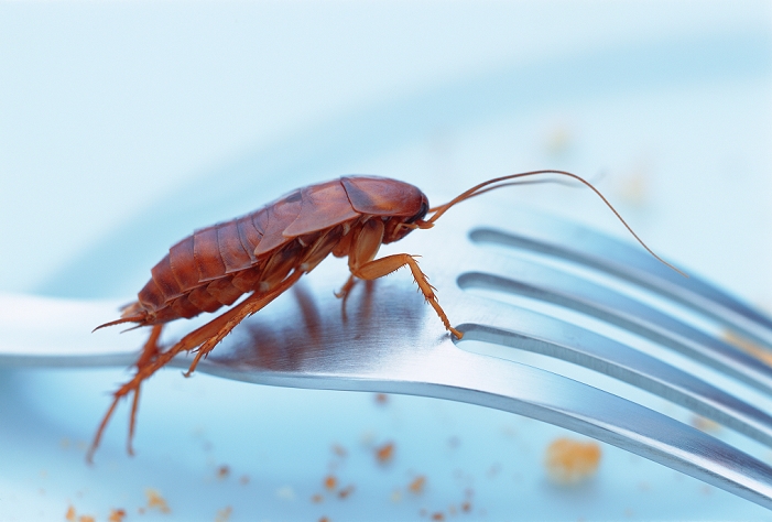 Cockroach (order Blattaria) on a fork. This household pest will feed on almost any organic material, including other cockroaches. It lives in small cracks and crevices near to food and water sources. Cockroaches can transmit a variety of bacterial diseases to humans when they come into contact with food for human consumption and with kitchen utensils.