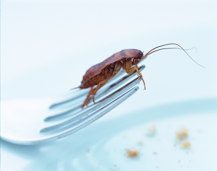 Cockroach (order Blattaria) on a fork. This household pest will feed on almost any organic material, including other cockroaches. It lives in small cracks and crevices near to food and water sources. Cockroaches can transmit a variety of bacterial diseases to humans when they come into contact with food for human consumption and with kitchen utensils.