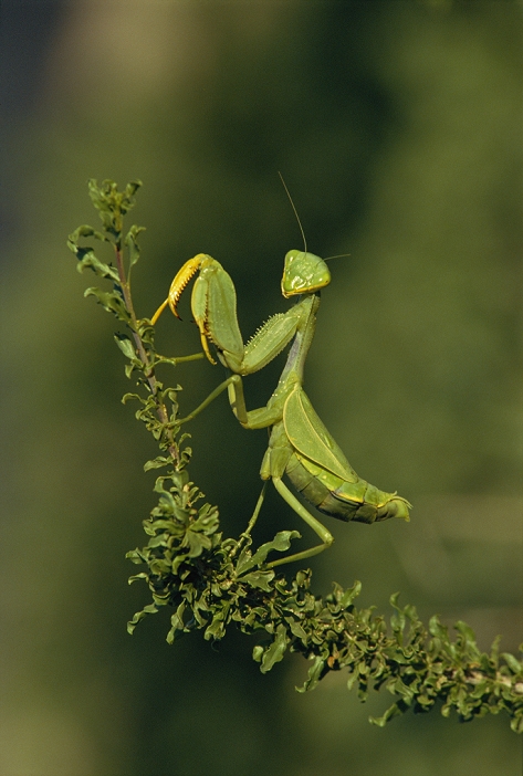 Praying mantis on a plant stem. Preying mantises (Family Mantidae) are sit-and-wait predators, catching prey with their large front legs. Females also consume their mates during or after mating. Photographed in the Kalahari Desert, South Africa.
