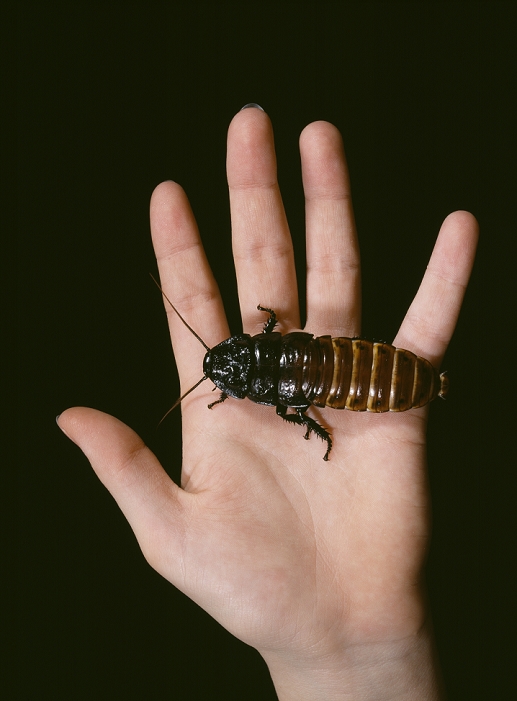 Madagascan giant hissing cockroach (Gromphadorhina portentosa) on a human hand. These insects are popular as pets and school exhibits. They measure up to 9 centimetres in length and are wingless. They make a loud hissing noise by expelling air from holes (spiracles) in the abdomen. Males hiss when fighting with other males, to attract females and when alarmed. Females hiss only when alarmed. G. portentosa is native to the rainforest floors of Madagascar. They live on decomposing fruit and vegetable matter.