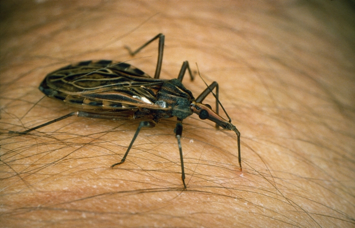 Rhodnius prolixus, the assassin bug (reduviid bug) of South and Central America, seen here on the hand of a human. The assassin bug is the vector of a protozoan parasite Trypanosoma cruzi which causes Chagas disease. The protozoa is present in the faeces of the bug and is transmitted to humans when they come into contact with wounds on the skin. It may also enter via the nose and mouth. The parasite lodges in the heart muscles and central nervous system causing serious inflammation and lesions. These may prove fatal. The disease is prevalent among children and young adults.
