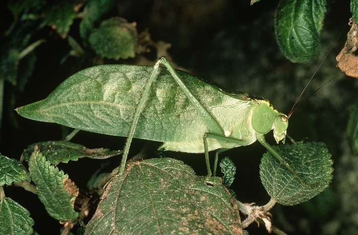A well camouflaged giant bush cricket or katydid from near Macchupichu, Peru.