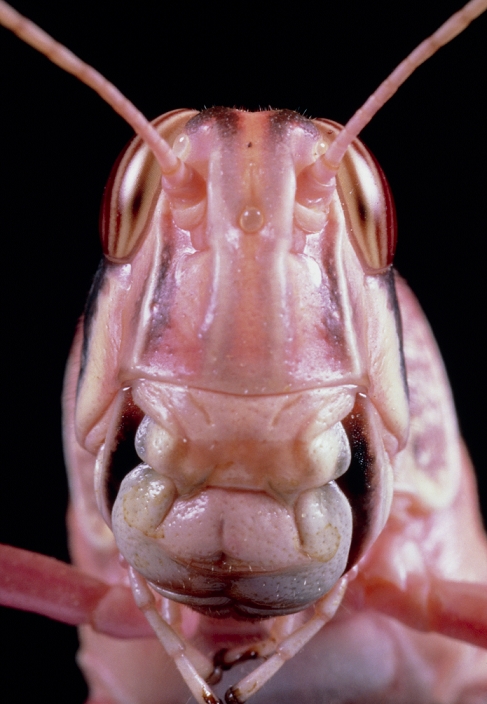 Macrophotograph of the head of an adult desert locust, Schitocerca gregaria or peregrina. The mouthparts (bottom centre) are formed by two liplike structures known as the clypeus (superior) and labrum and by two lateral mandibles. Desert locusts are well known for their voracity. They migrate in huge swarms composed of billions of insects, completely destroying every vegetable form along their path. They consume all sorts of plant substances from which their digestive system extract water. Only by eating continuously, may desert locusts survive in very hot and dry climates.
