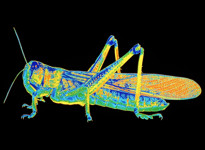 Locust. Abstract coloured photograph of a locust (suborder Caelifera). Locusts are a type of grasshopper with a two-phase life cycle. At low population density they are solitary animals with camouflaged coloration. When the population density rises above a certain critical threshold, the insects congregate, mate and lay millions of eggs in the ground. The offspring are different in shape, brightly coloured and gregarious. After several molts they acquire full wings and set off in a migratory swarm, decimating huge areas of vegetation.