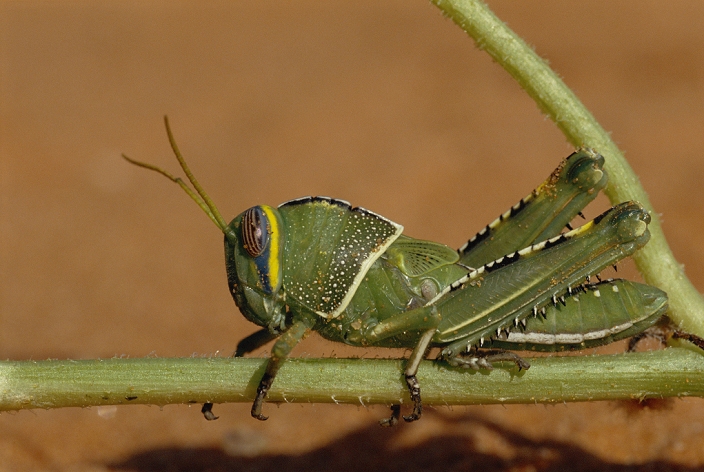 Grasshopper nymph on a plant stem. Grasshoppers (suborder Caelifera) are hemimetabolous insects, meaning that they undergo incomplete metamorphosis from juvenile to adult. The nymphs moult five times, getting bigger each time, eventually reaching adult size with fully functional wings. This developmental stage (instar) has small wings. Photographed in the Kalahari Desert, South Africa.