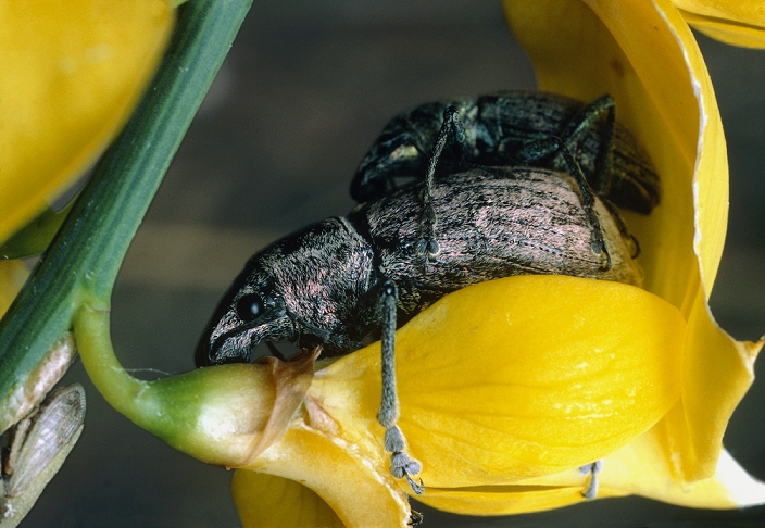 Weevils (Curculionidae) mating on a flower. A characteristic feature of weevils is the snout-like proboscis with mouthparts at its tip.
