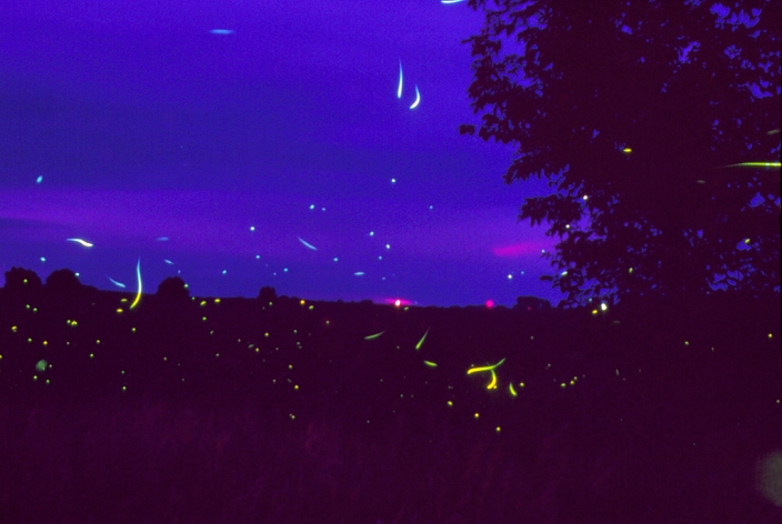 Fireflies (visible as faint streaks of green light) gathered over bean fields in Iowa, USA, one July evening. Members of the family Lampyridae, these harmless, nocturnal beetles exhibit bioluminescence, the ability of an organism to emit visible light. The energy system for the bioluminescence is of extremely high efficiency, no excess heat is produced, and involves enzyme reactions with oxygen. The insect regulates the flashes of light by controlling the amount of air admitted to the bioluminescent organ, located on its abdomen. The flashing lights enable fireflies to signal their presence to one another, this is of special importance during the mating season.