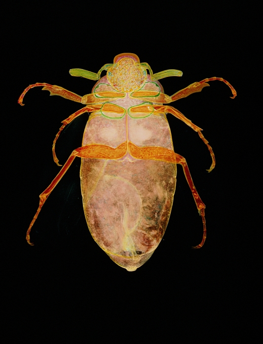 Cockchafer. Coloured X-ray of a male June beetle Melolontha sp., known as the cockchafer beetle. The male is identified by its pair of enlarged antennae, mobile sensory appendages found on either side of the head. These jointed antennae form a fan-like structure (here partly closed), which is used to detect chemical attractants released by the female. Melolontha beetles are large insects noted for their noisy and clumsy buzzing flight on early summer evenings. They damage trees and shrubs by feeding on the foliage and flowers, and live just a few months. Their underground larvae, however, take 3 years to mature. Magnification: x1 at 6x7cm size.