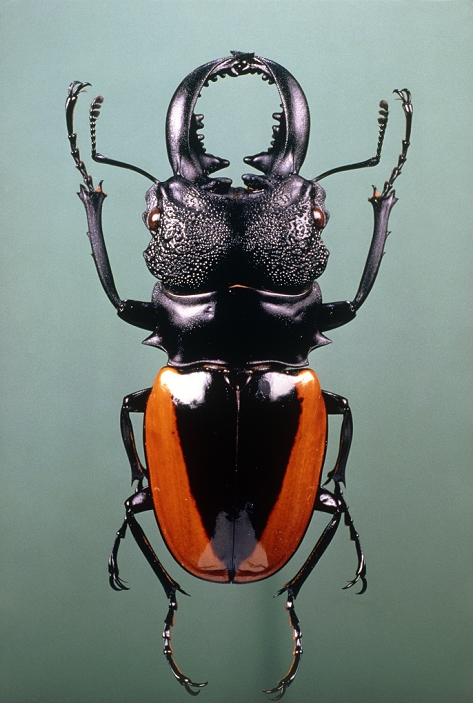 Stag beetle (Odontolabis wollastoni) from Sumatra, Indonesia. Stag beetles use their large and powerful mandible mouthparts in territorial defence or in courtship behaviour. Beetles have hard wing cases (black and red) called elytra, which cover a pair of membranous wings that are used for flying.
