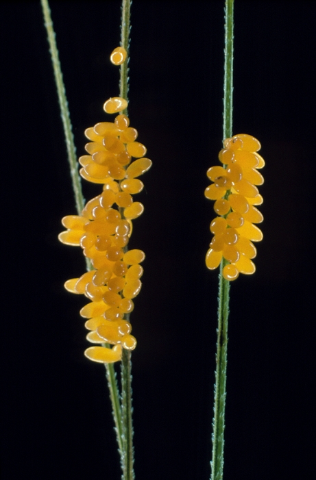Ladybird eggs. Clusters of seven-spot ladybird, Coccinella septem-punctata, eggs clinging onto the awns of a barley flower. The skittle-shaped eggs are orange and are displayed against a black background. The ladybird is a type of beetle. The eggs take about a week to hatch.